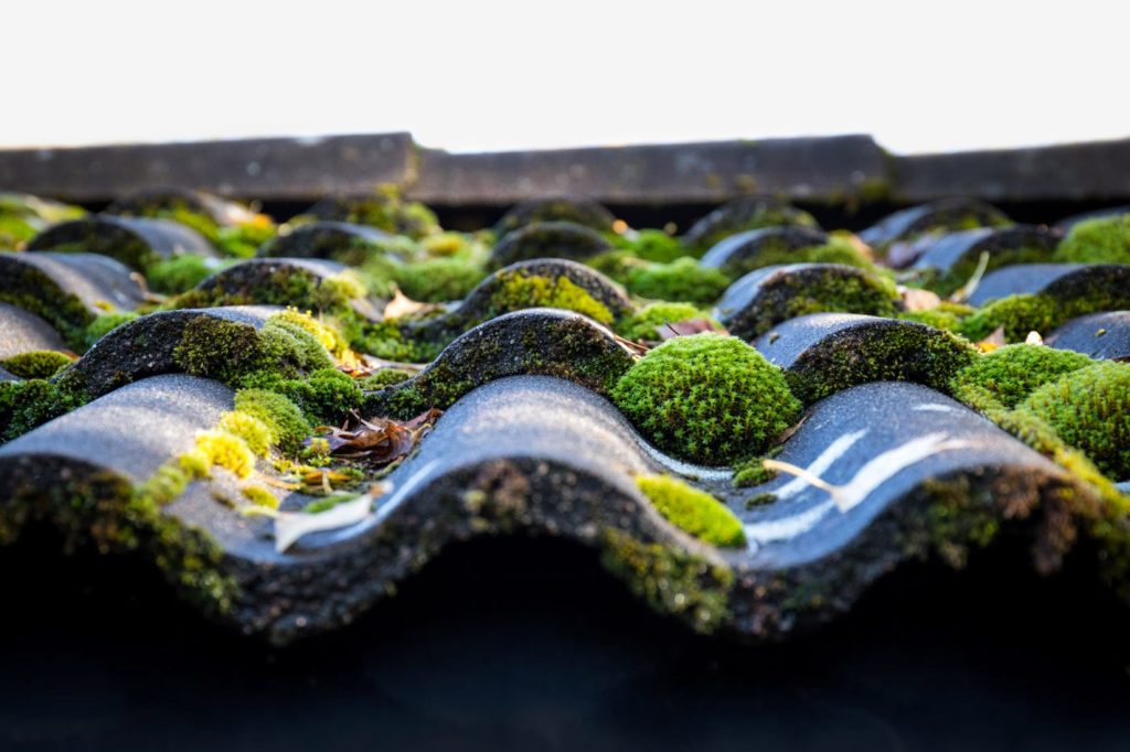 Roof inspection experts - What should you do about moss on your roof?