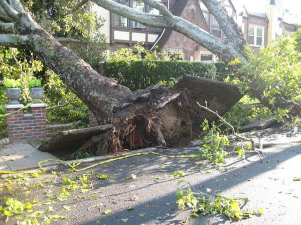 Fallen tree damaged roof? Get urgent roof repairs now - what to do next